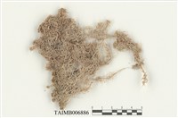 藏品(泥炭苔屬)的圖片